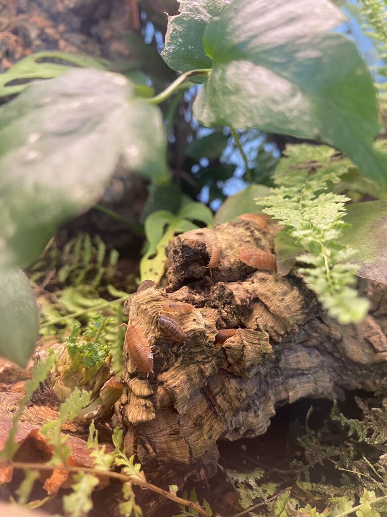 Orange Isopods (Porcellio Scaber)