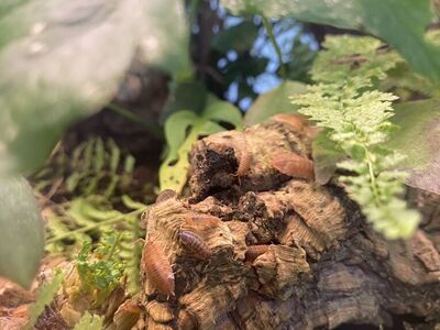 Orange Isopods (Porcellio Scaber)
