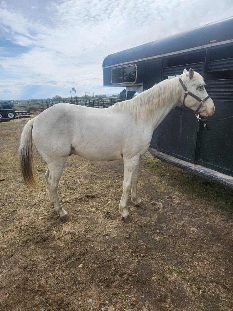 9 year old Appaloosa Gelding