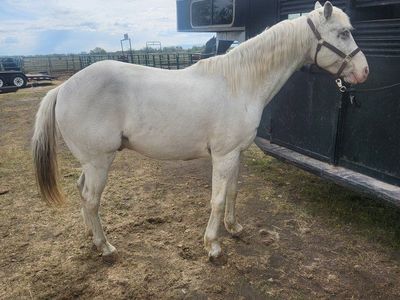 9 year old Appaloosa Gelding