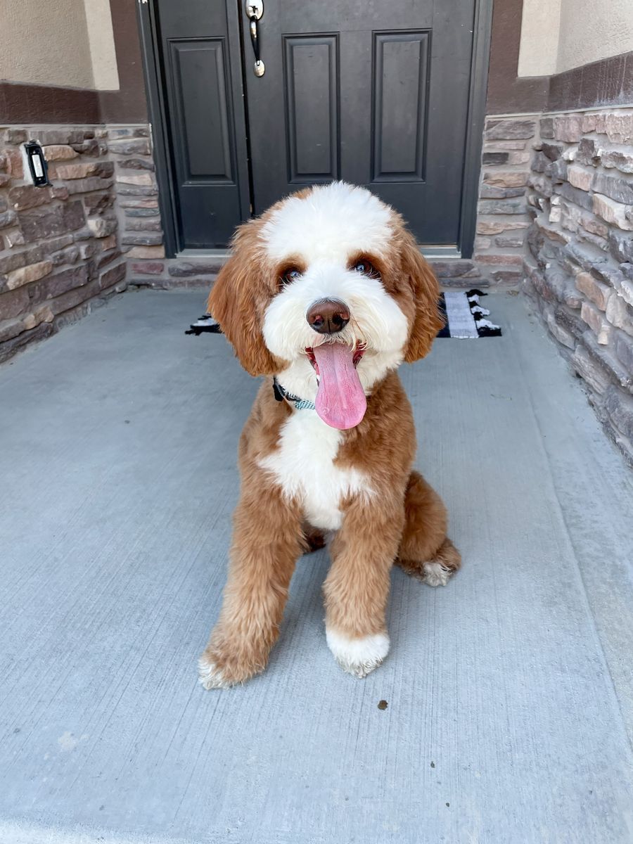 Red tuxedo Bernedoodle stud