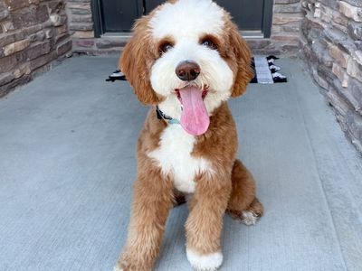 Red tuxedo Bernedoodle stud