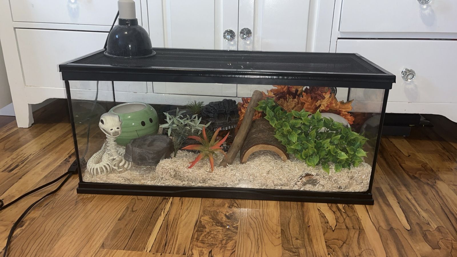 Hondurian Milk Snake For Sale with Supplies