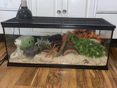 Hondurian Milk Snake For Sale with Supplies