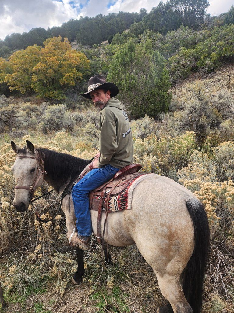 buckskin gelding