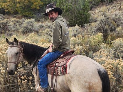 buckskin gelding