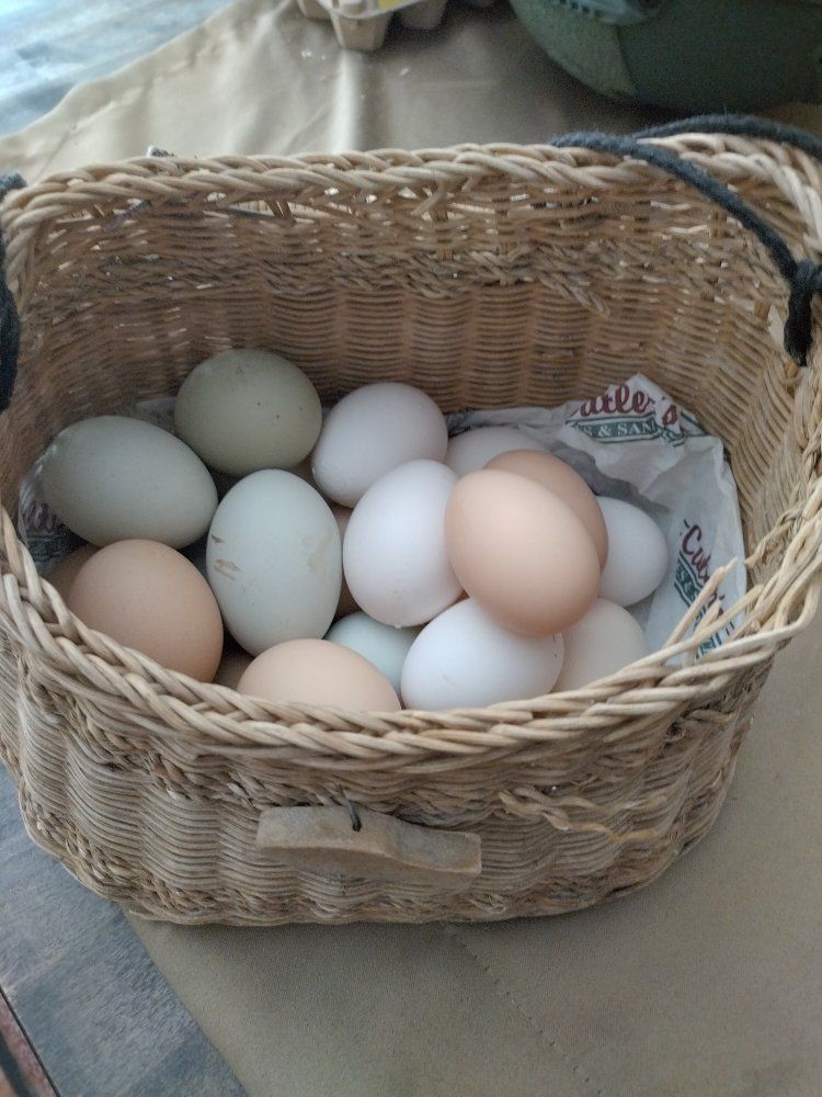 FRESH organic free range chicken eggs