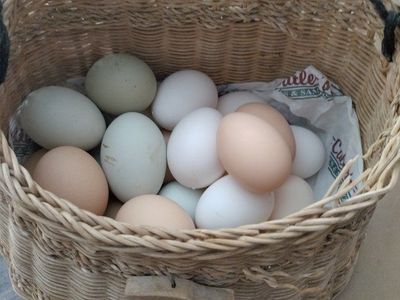FRESH organic free range chicken eggs