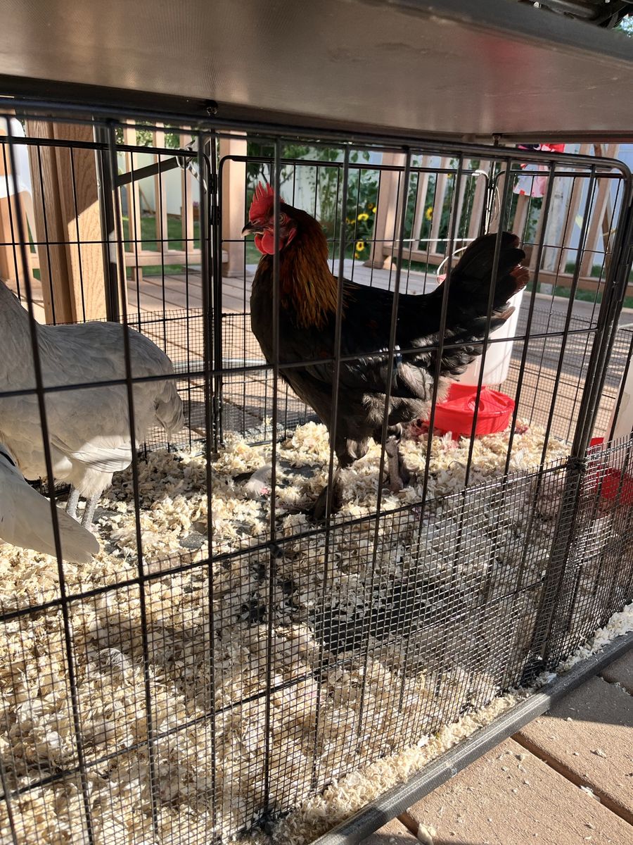 Young Copper Maran Rooster - Healthy Backyard Poultry