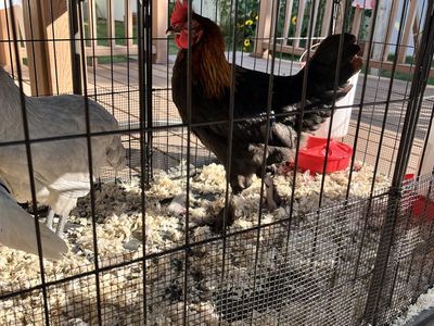 Young Copper Maran Rooster - Healthy Backyard Poultry