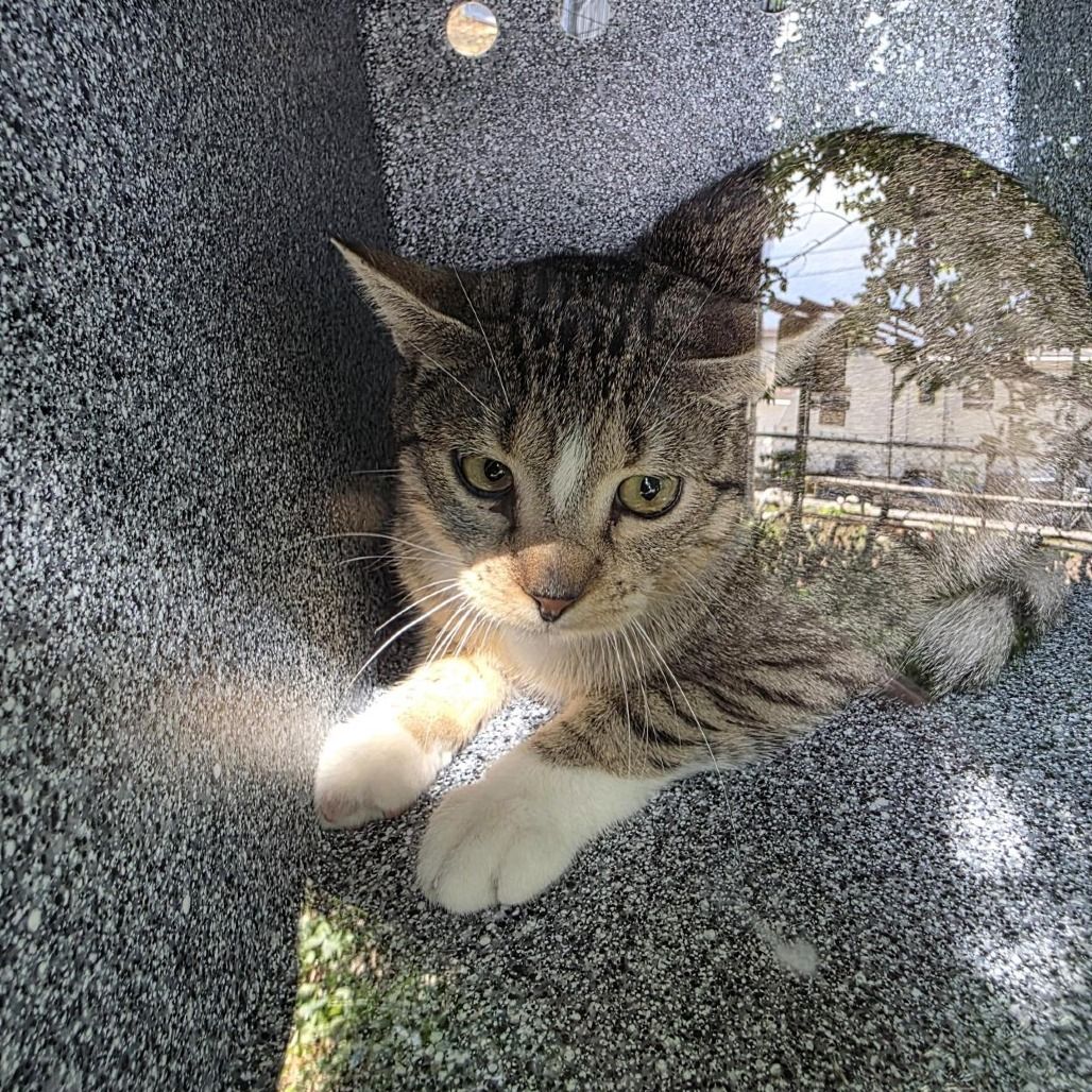 Hello my name is Pickles