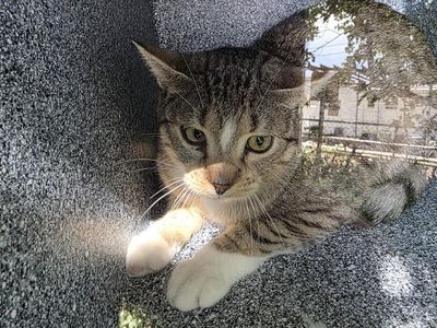 Hello my name is Pickles