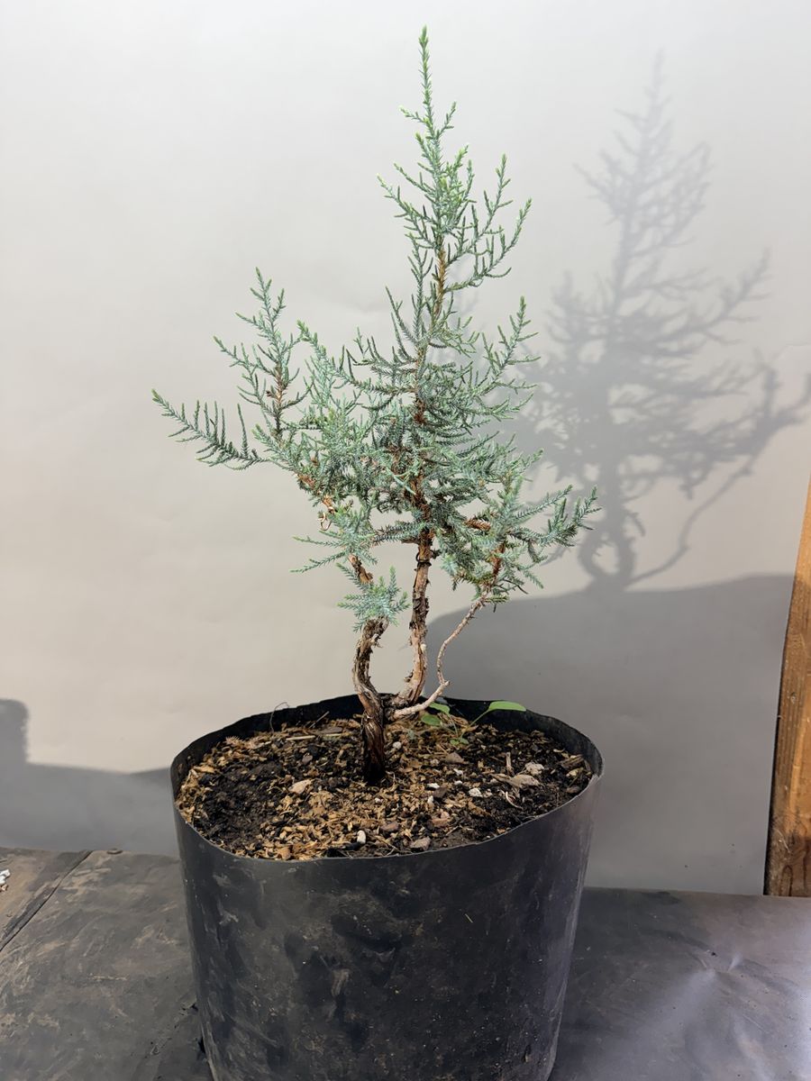 Yamadori Bonsai 