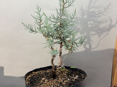 Yamadori Bonsai