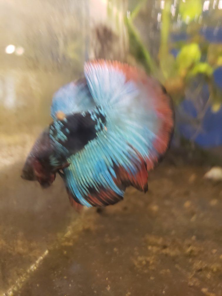 import halfmoon Betta
