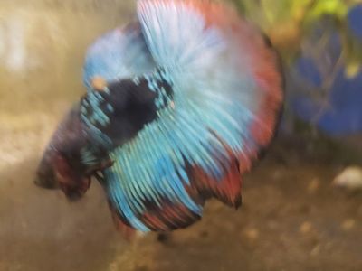 import halfmoon Betta