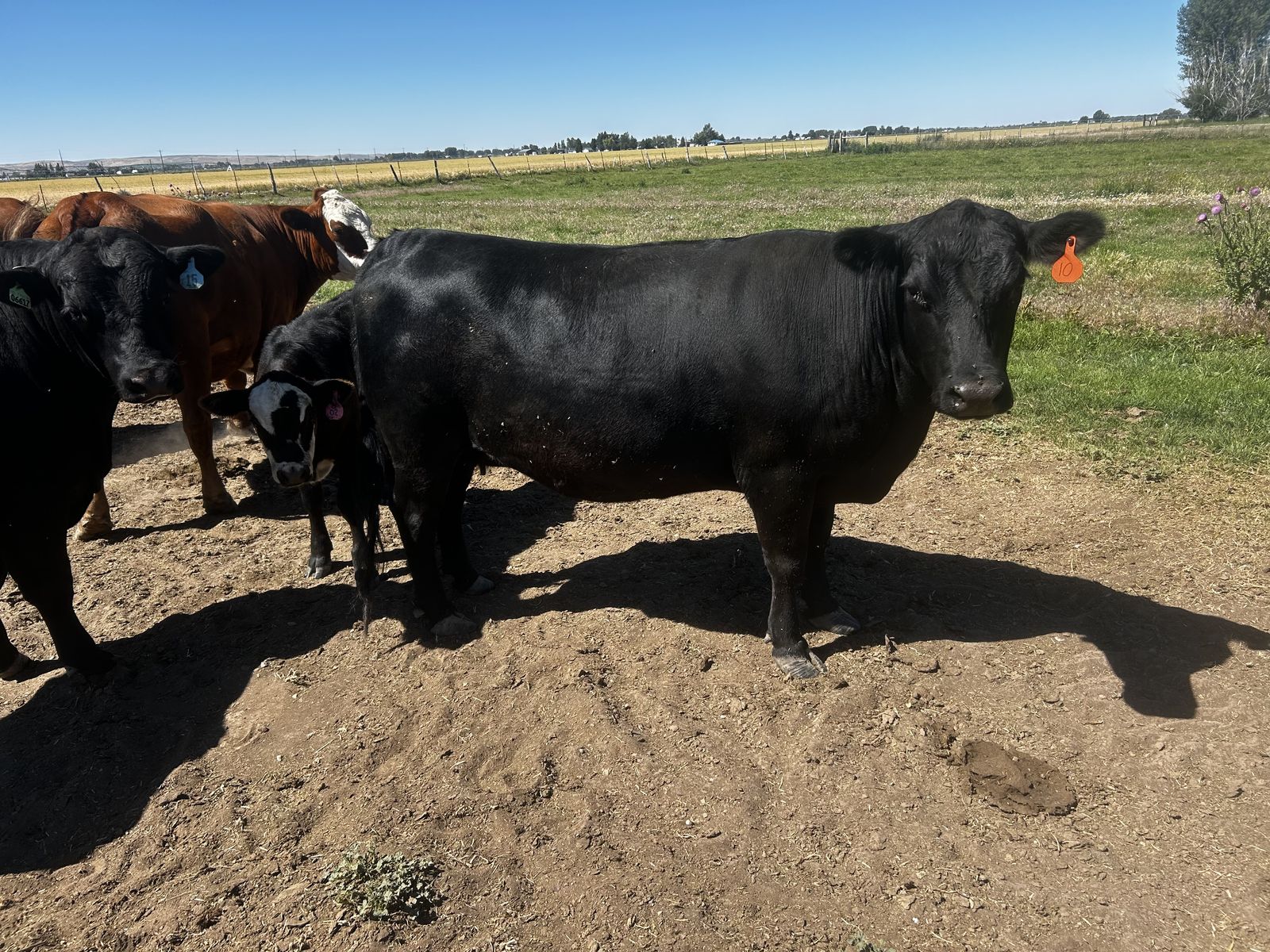 Four year-old black Angus cow