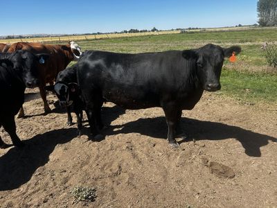Four year-old black Angus cow