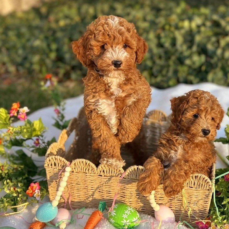 Red AKC Mini Poodle Puppy!