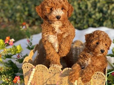 Red AKC Mini Poodle Puppy!