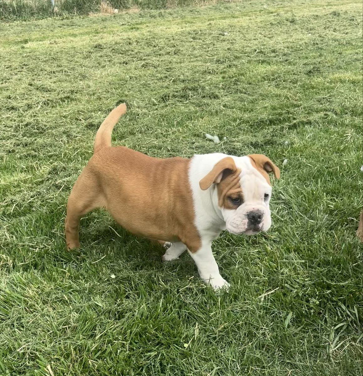 Olde English Bulldogge