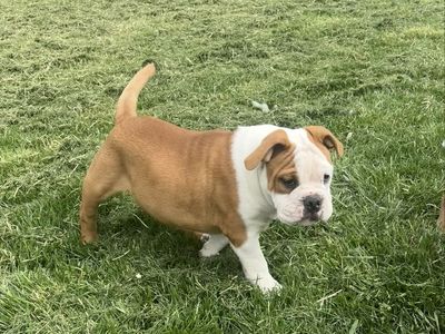 Olde English Bulldogge