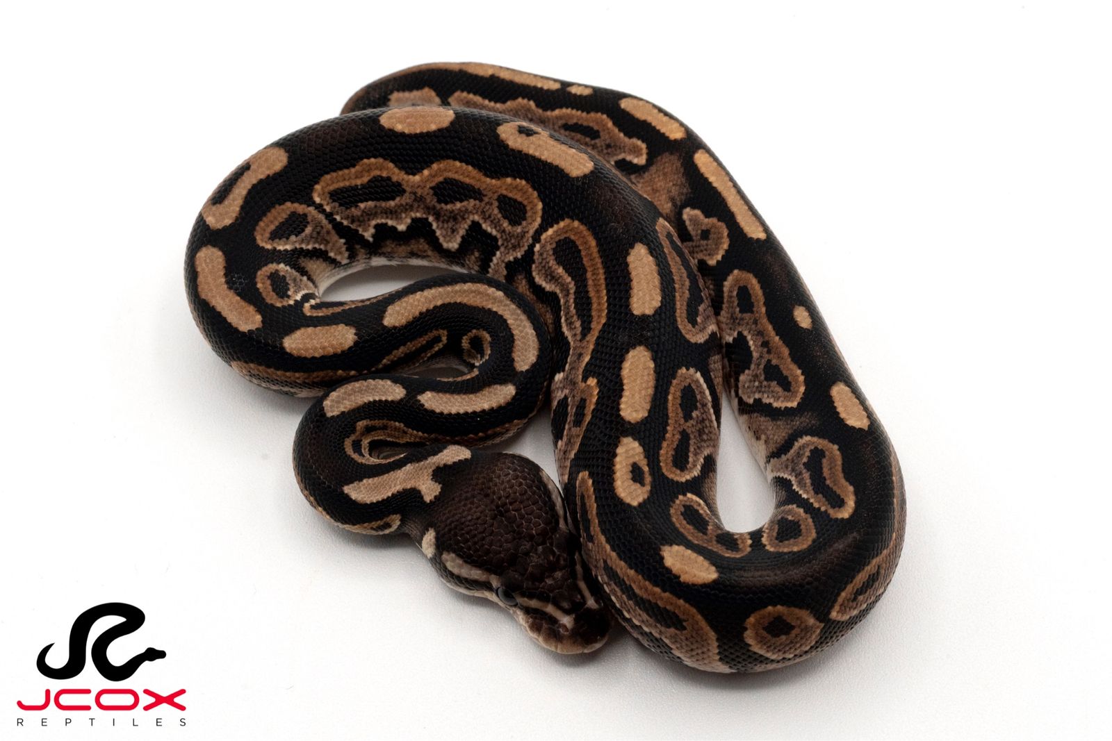 Female Black Pastel Dh DG Pied