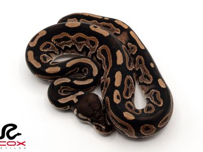Female Black Pastel Dh DG Pied