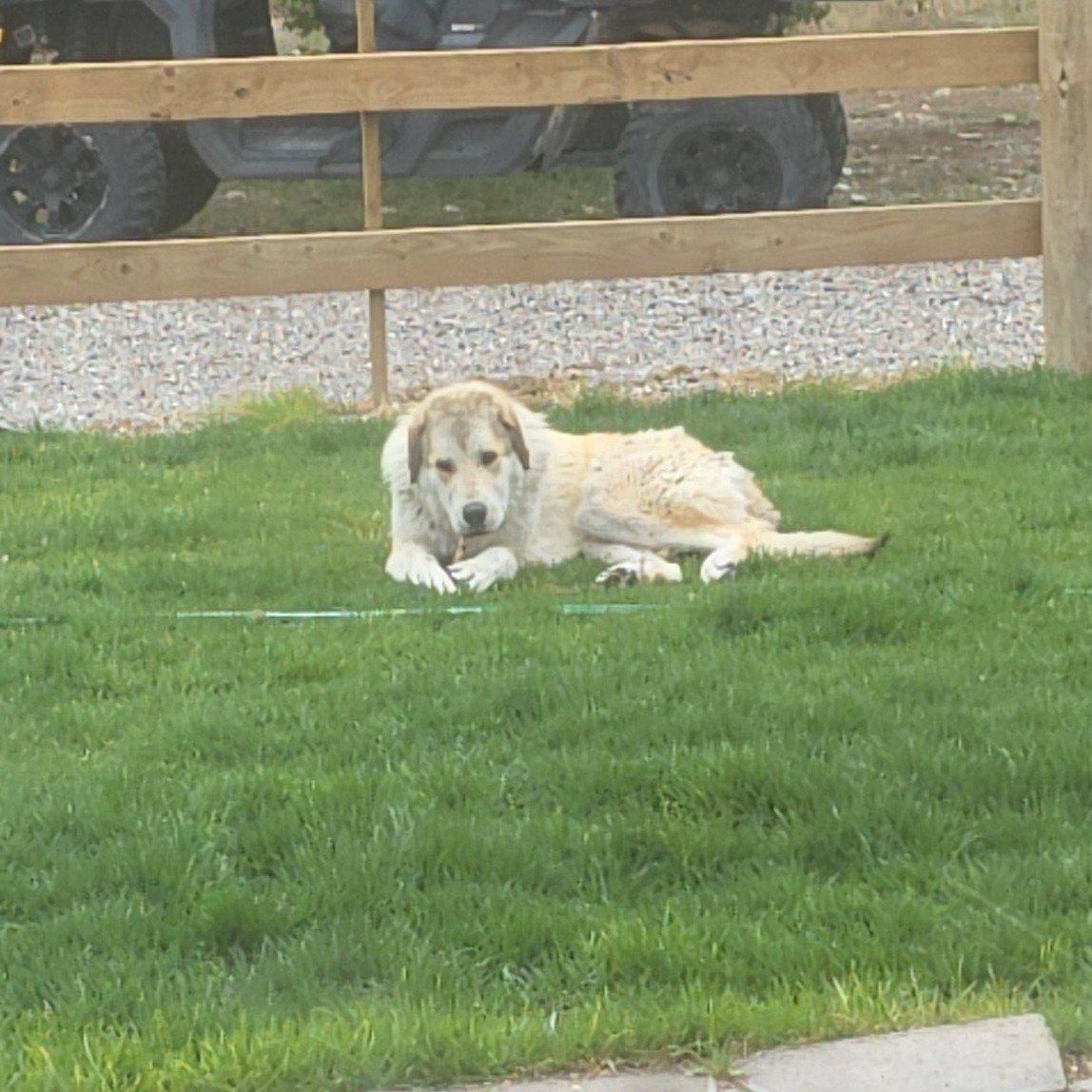 Pyranees Anotolian 11 mo old