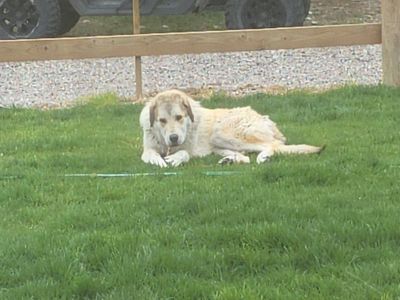 Pyranees Anotolian 11 mo old