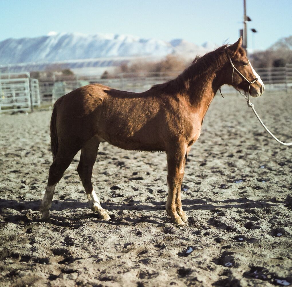 Red Dun Weanling Stud Colt- RIATA ELIGIBLE