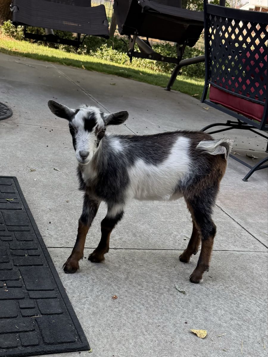 Bottle Baby Pygmy Goat