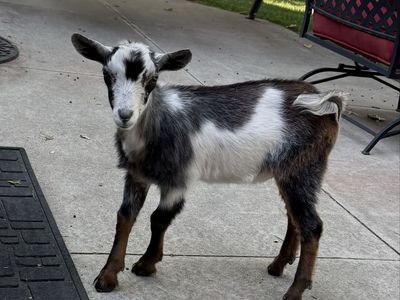 Bottle Baby Pygmy Goat
