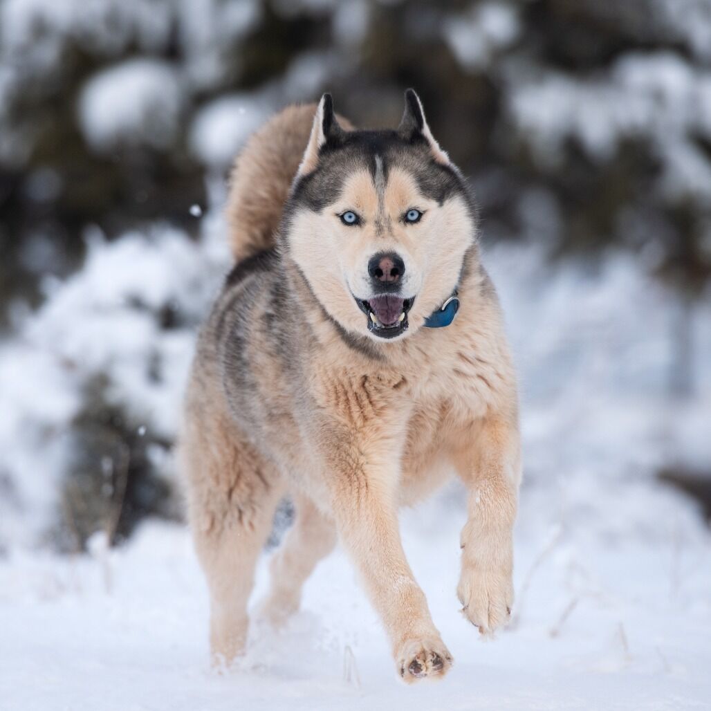 Hello my name is Hilo