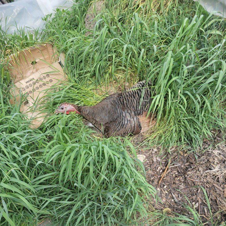 turkey chicks now available for sale