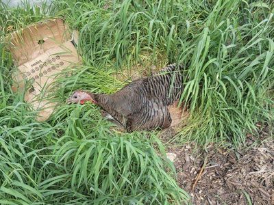 turkey chicks now available for sale