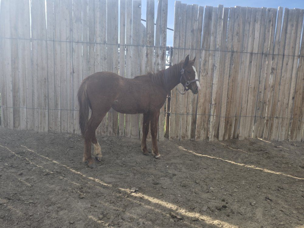 Yearling Filly