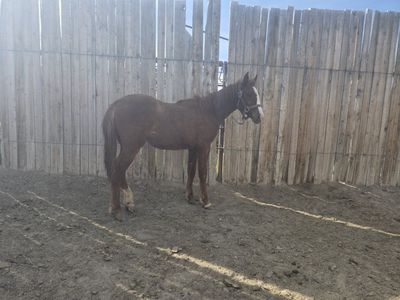 Yearling Filly