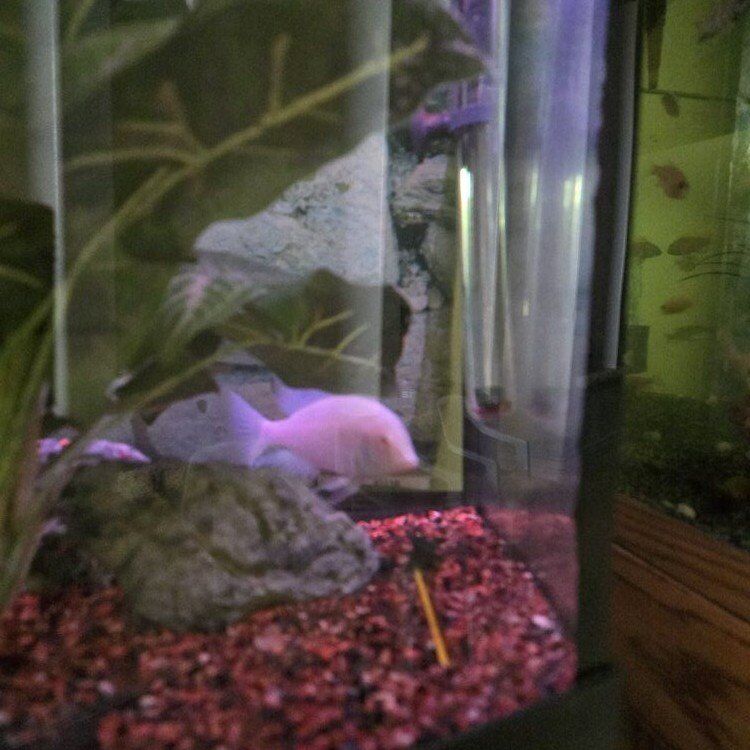 Albino Dolphin Cichlid