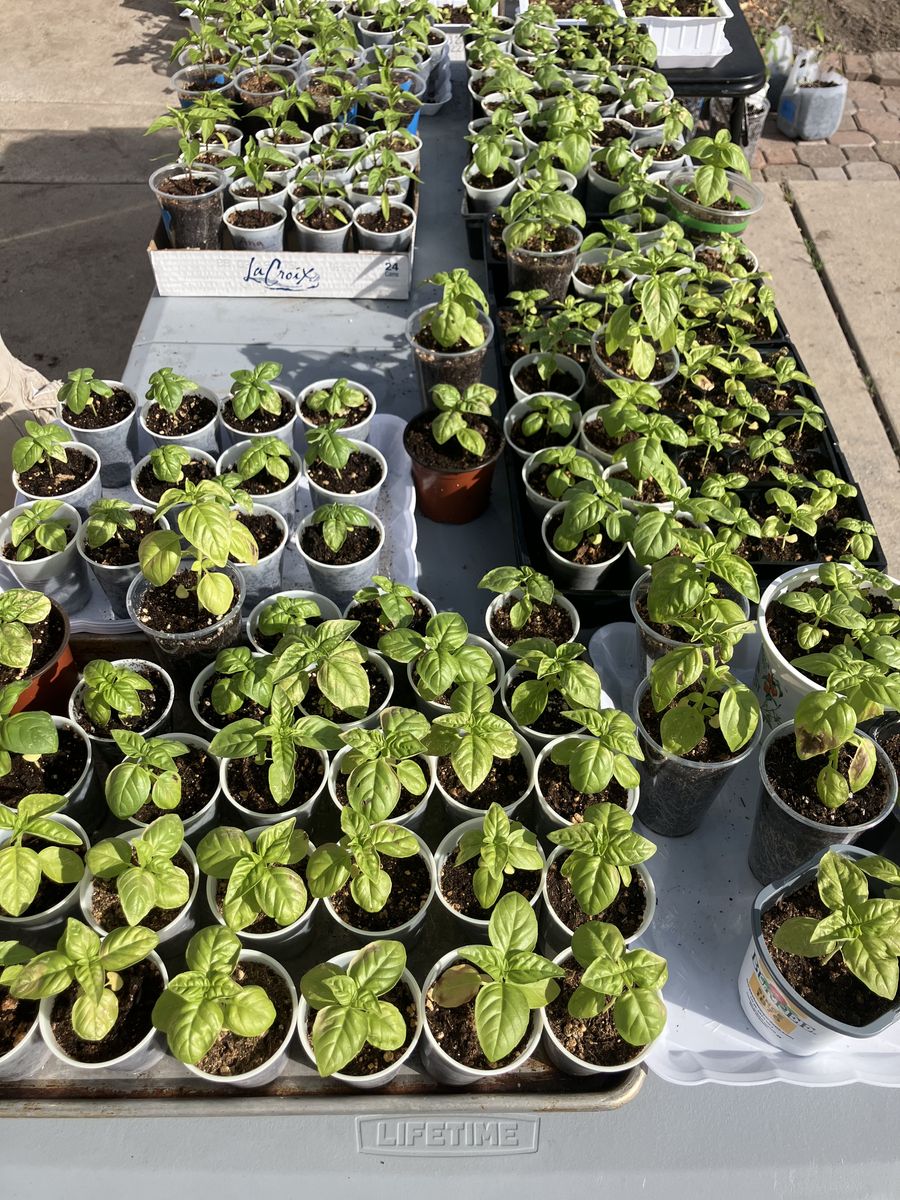 Garden Plants for sale