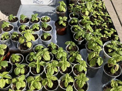 Garden Plants for sale