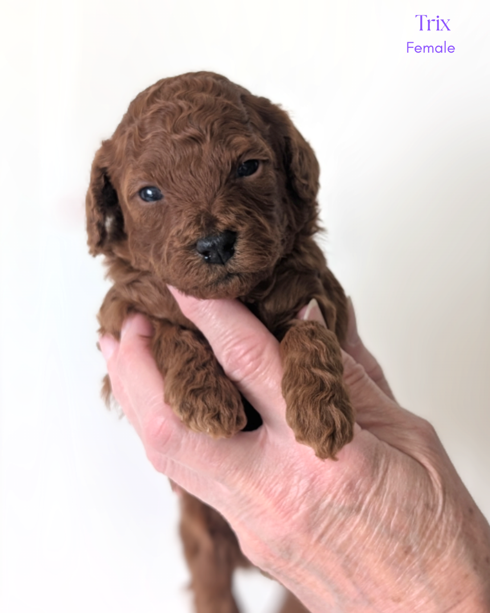 Dark Red Mini Poodles