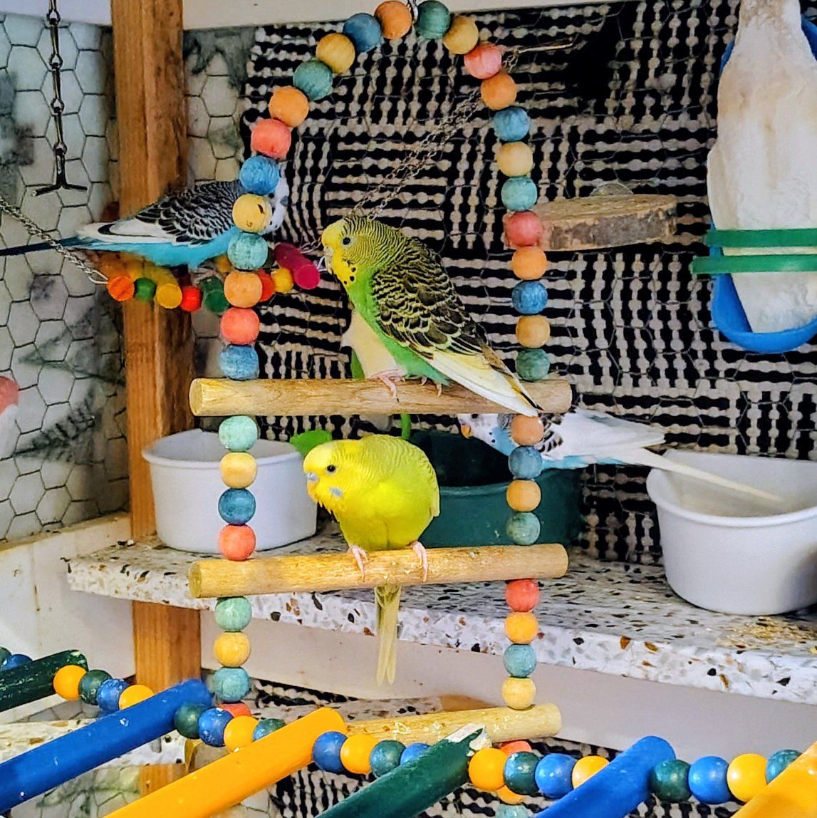 Beautiful Budgies for sale