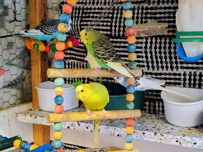 Beautiful Budgies for sale