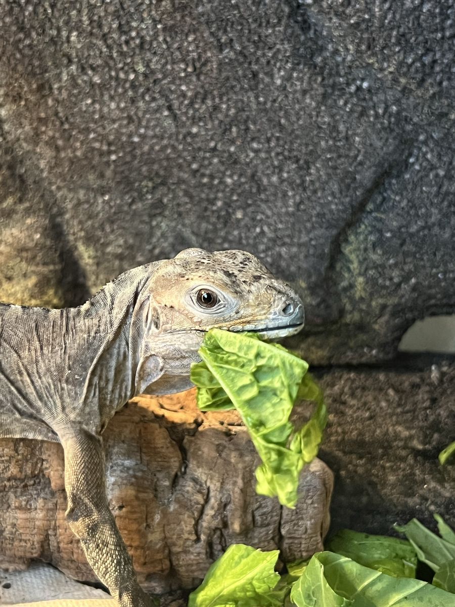 Baby Rhino Iguana