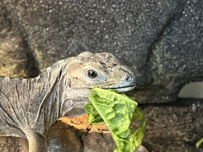 Baby Rhino Iguana
