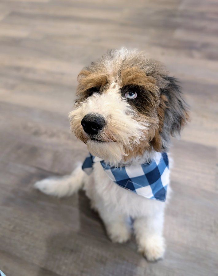Gorgeous Mini Labradoodle Boy, 20-30lbs full grown, Ready for All the Snuggles
