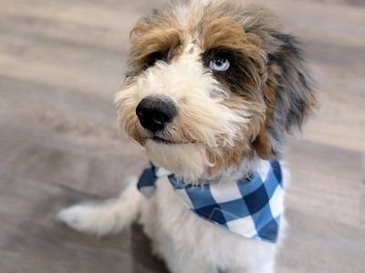 Gorgeous Mini Labradoodle Boy, 20-30lbs full grown, Ready for All the Snuggles