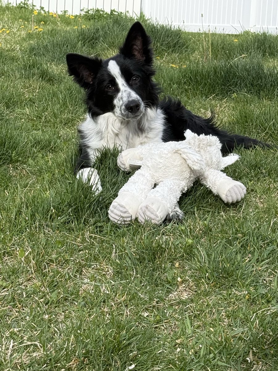 Border Collie Mix, Started Service Dog Training