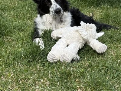 Border Collie Mix, Started Service Dog Training